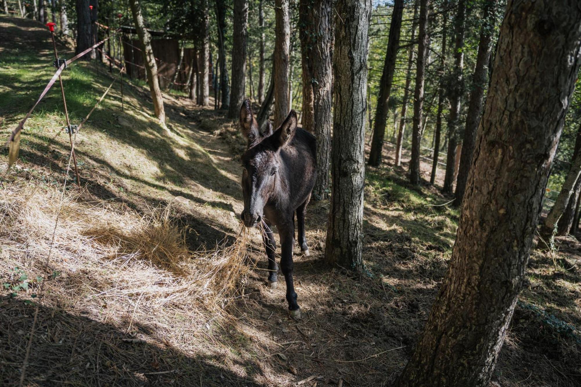 Agriturismo Casa Del Nonno Valfabbrica Eksteriør bilde